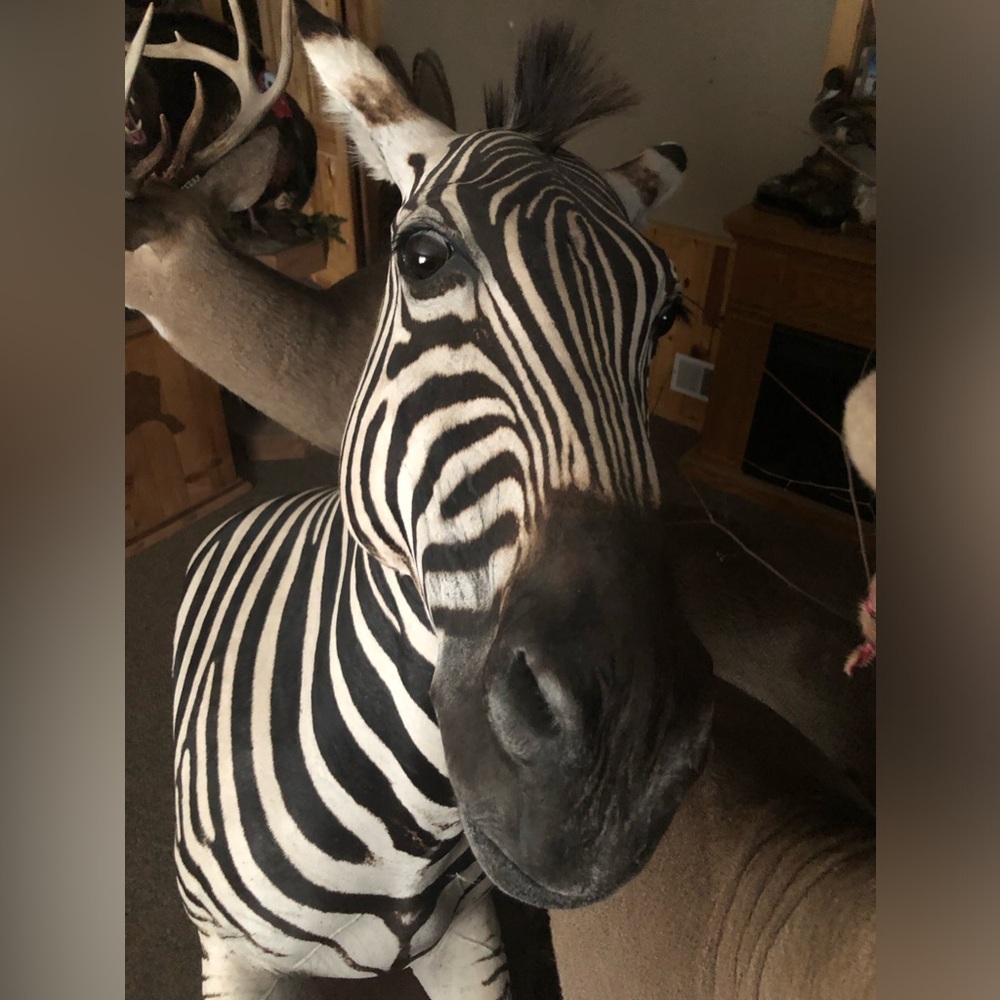 Zebra